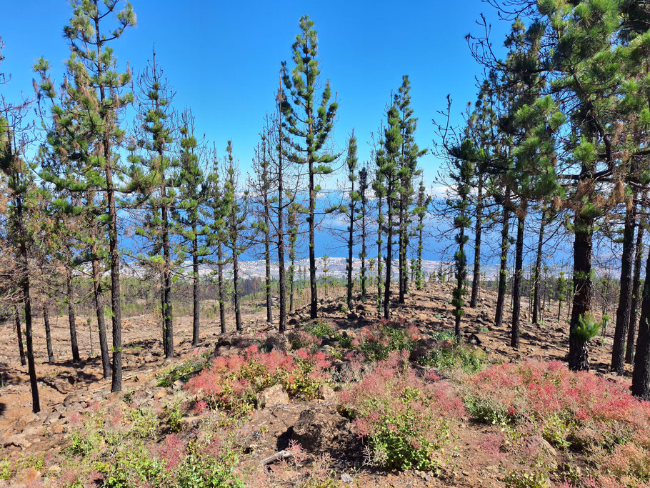 Canaries, Tenerife : vue sur le littoral de la TF-21 menant au Teide