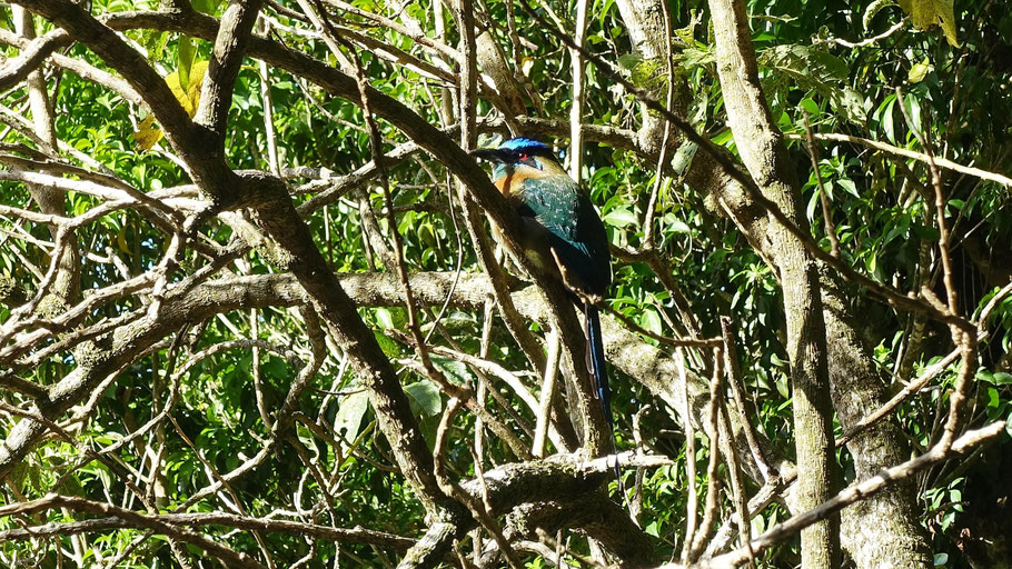 Costa Rica : Motmot houtouc dans le jardin de la Casa de la Montaña