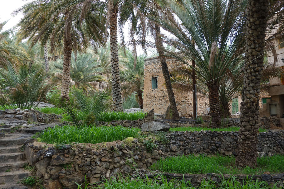 Oman, au coeur de la palmeraie de Misfah