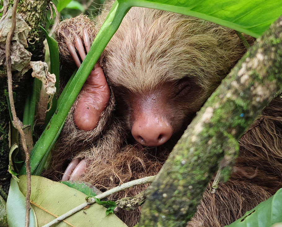 Costa Rica, La Fortuna : paresseux endormi dans la haie de la ferme Don Olivo