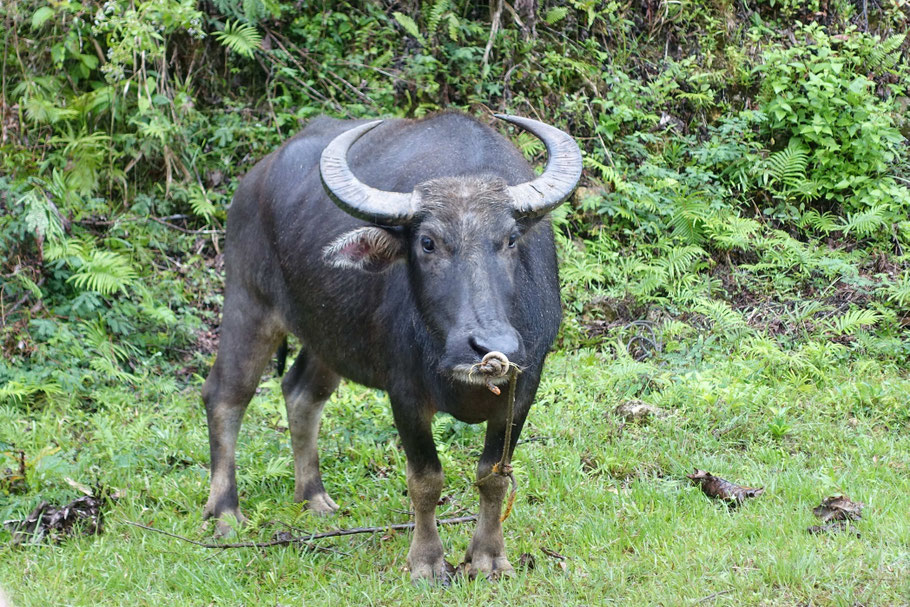 Buffle d'Asie (Bohol)