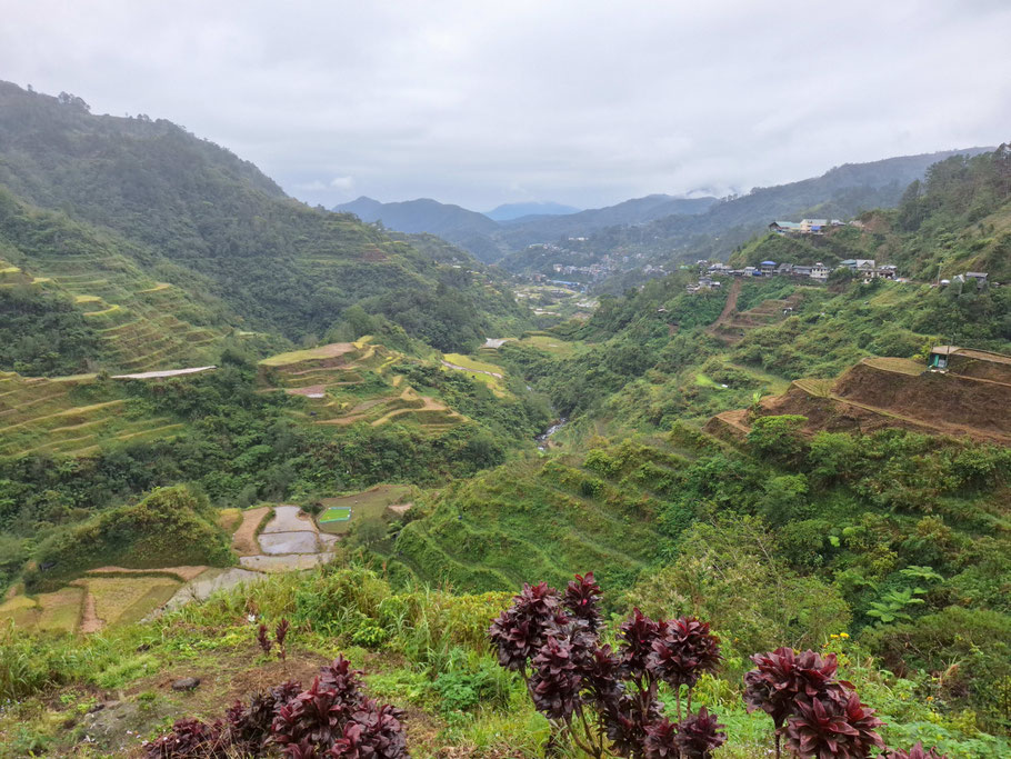 Vue sur les rizières de Banaue (route 224 vers Sagada)