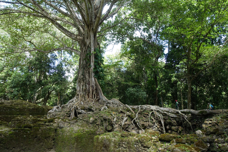 Belize : arbre sur les ruines de Lamanai