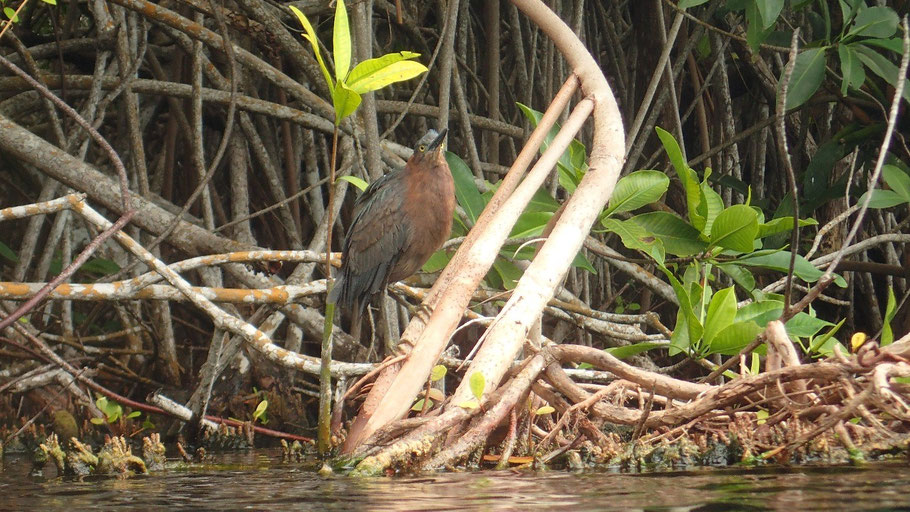 Héron vert dans la mangrove du Casa Cenote