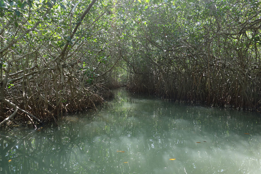Colombie : mangrove de la Boquilla