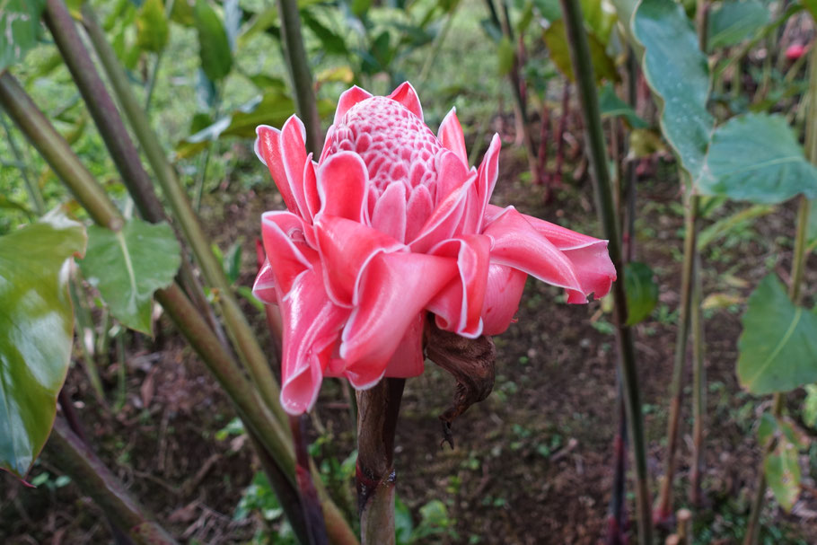 Costa Rica, La fortuna : une jolie Rose de porcelaine dans le jardin de Confort Arenal