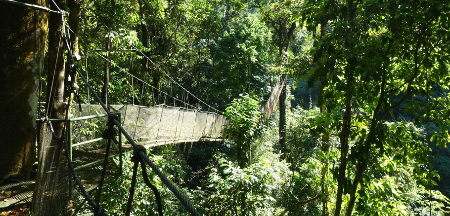 Costa Rica : pont suspendu dans le parc Rainmaker