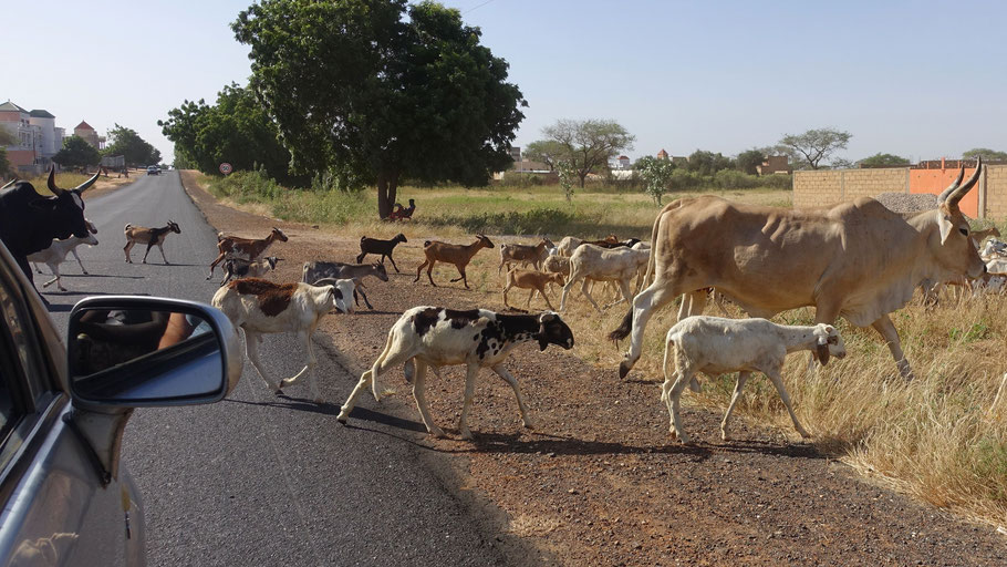 Sénégal : troupeau de zébus et de chèvres sur la route entre Saint-Louis et Dakar