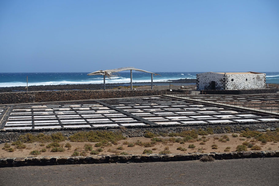 Fuerteventura : las Salinas del Carmen, ses marais salants et son squelette d'un rorqual commun