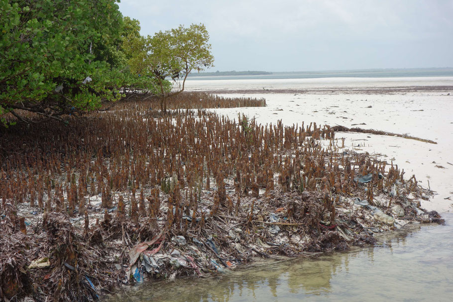 Tanzanie, Zanzibar : mangrove polluée par les déchets dans la baie de Chwaka