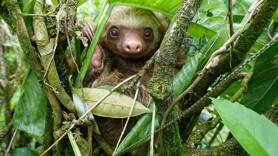 Costa Rica : paresseux 