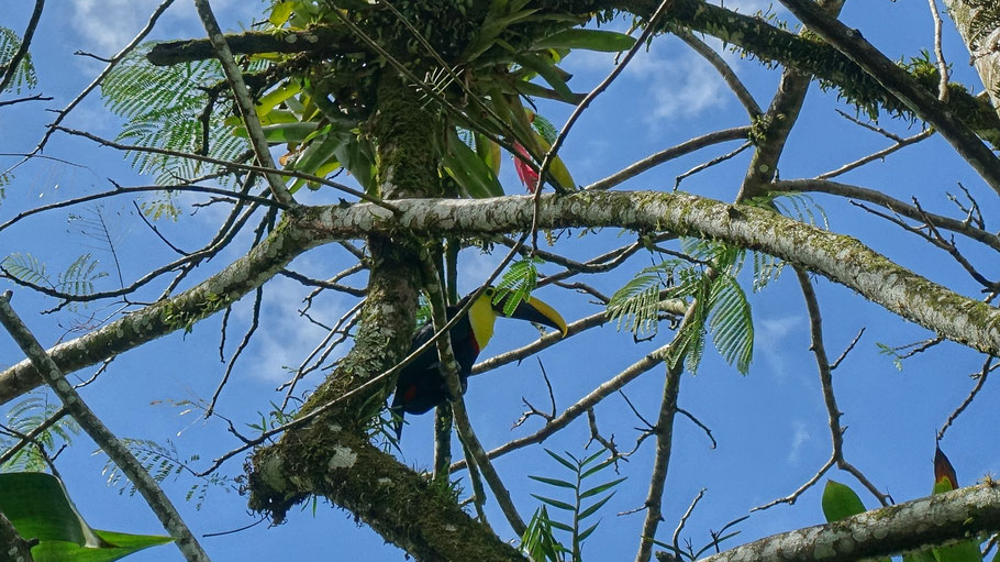 Costa Rica : toucan dans le parc public de La Fortuna