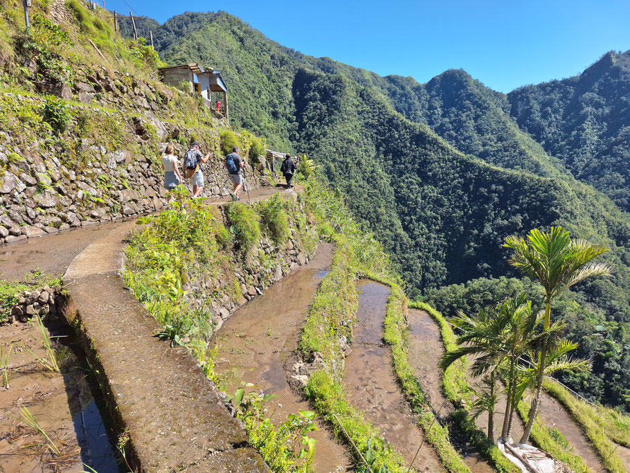 Marche au milieu des rizières de Batad