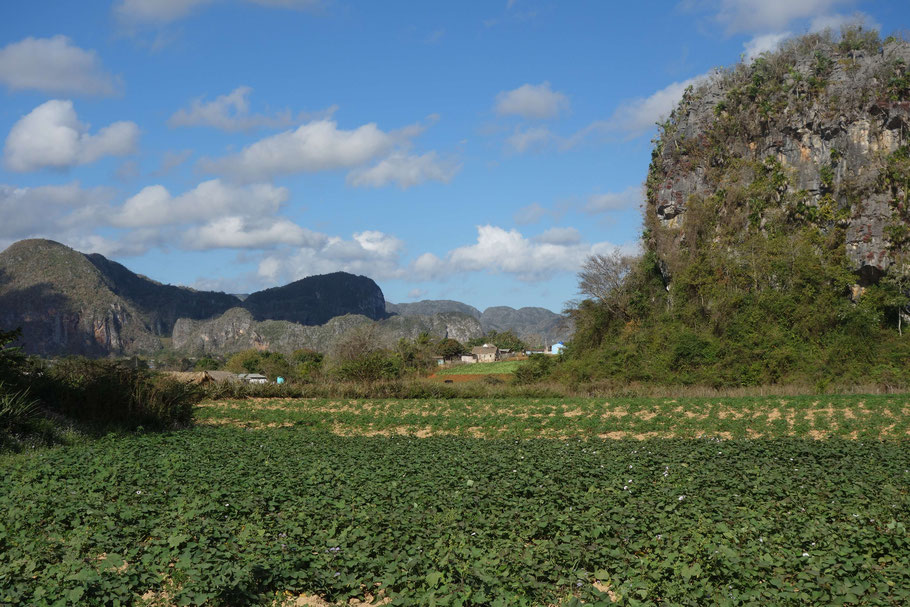 Cuba, mogotes et champs de tabac dans la Vallée de Viñales