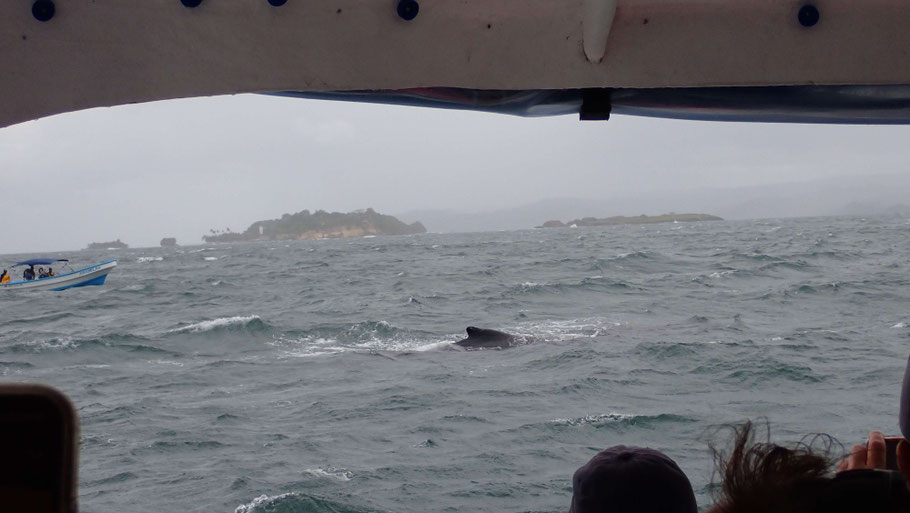 République Dominicaine : sortie baleine sous la pluie dans la baie de Samaná au large du Cayo Levantado 