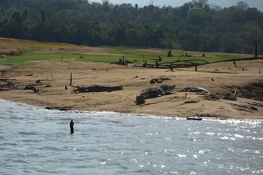 Sri Lanka, crocodiles dans le parc de Gal Oya, retenue d'eau de Senanayaka Samudra à Inginiyagala 