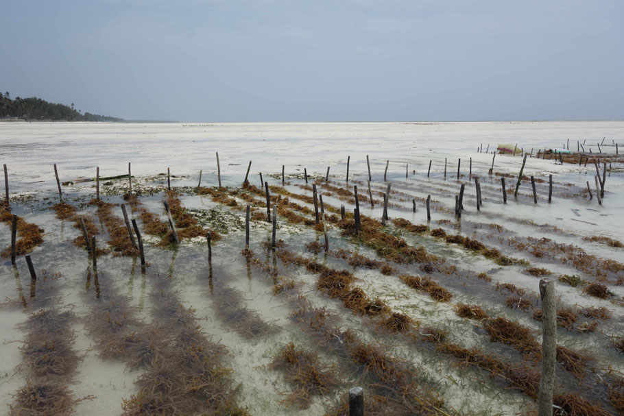 Zanzibar, Paje : aquaculture d'algues du Seaweed Center