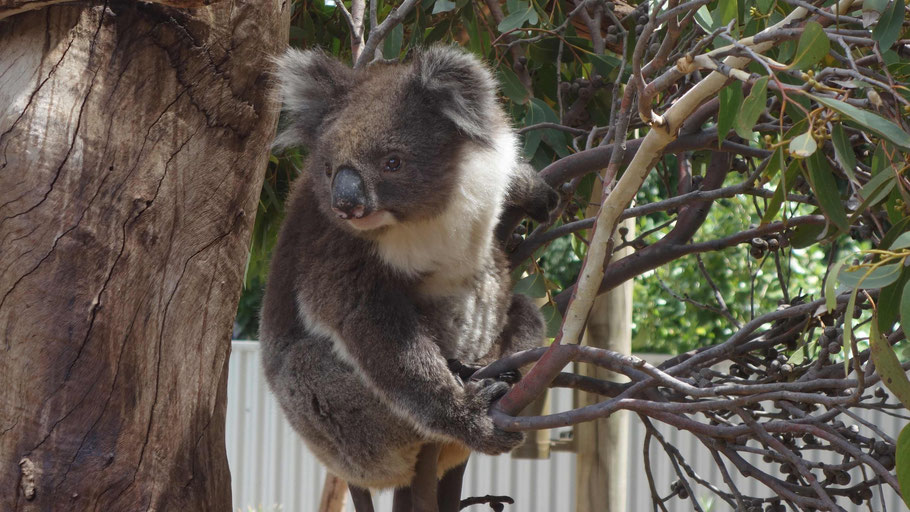 Australie : koala dans le Kangaroo Island Wildlife Park