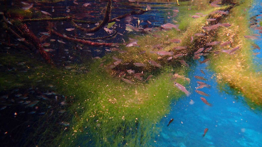 La vie sous l'eau dans le Casa Cenote