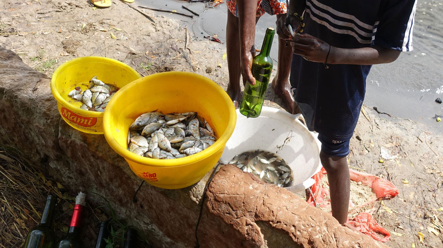 Sénégal, Sine Saloum : pêche à la bouteille dans la lagune devant l'écolodge de Simal