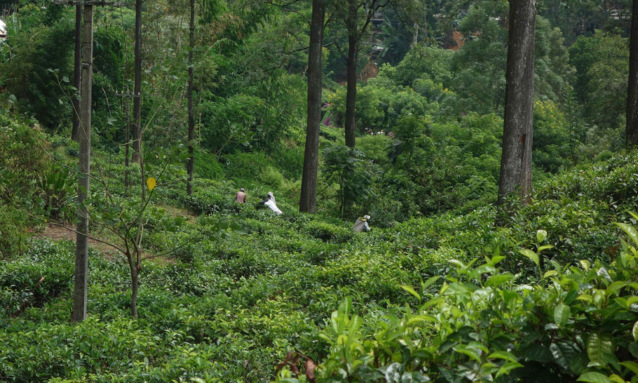Plantation de thé près d'Ella