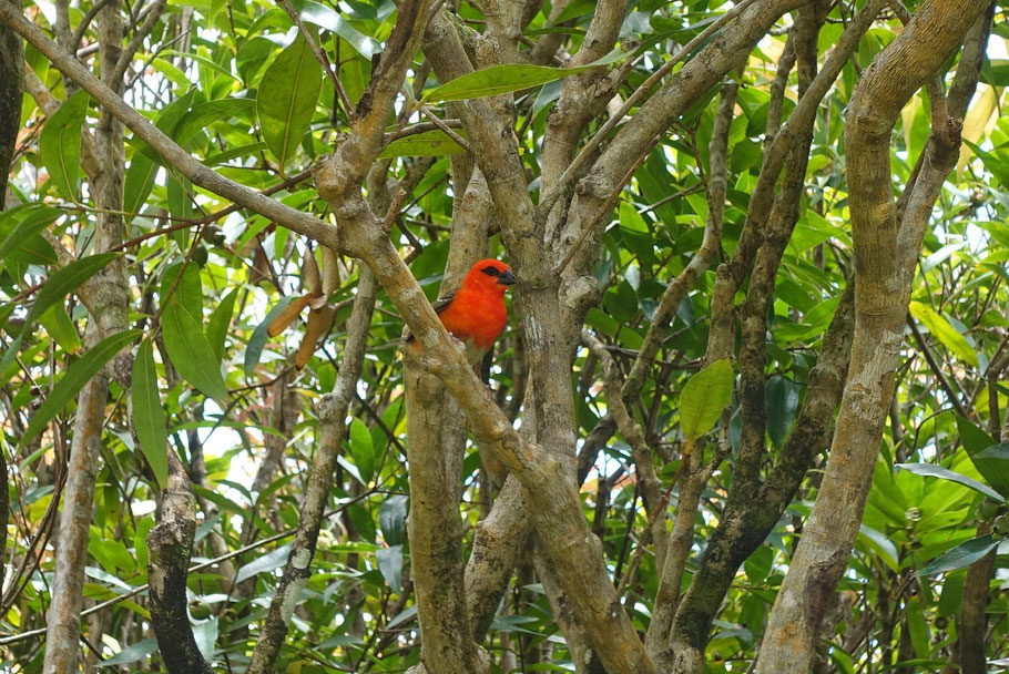 Rodrigues, Cardinal de Madagascar : le mâle, rouge l'été, redevient brun l'hiver