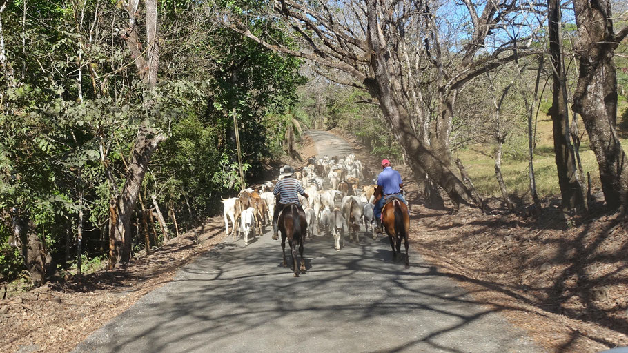 Costa Rica : sur la route entre Monteverde et  Sámara