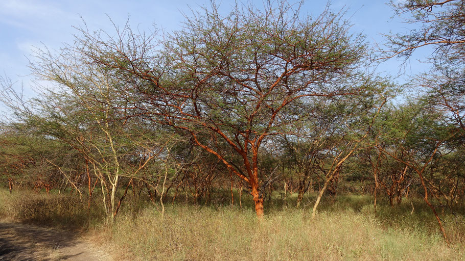 Sénégal, la jolie végétation de la réserve de Bandia