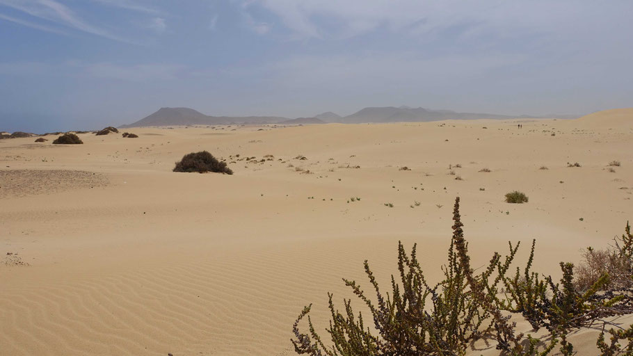 Fuerteventura : le mini-Sahara du parc naturel de Corralejo