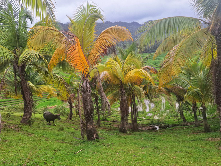 Près des rizières de Cadapdapan (Bohol)