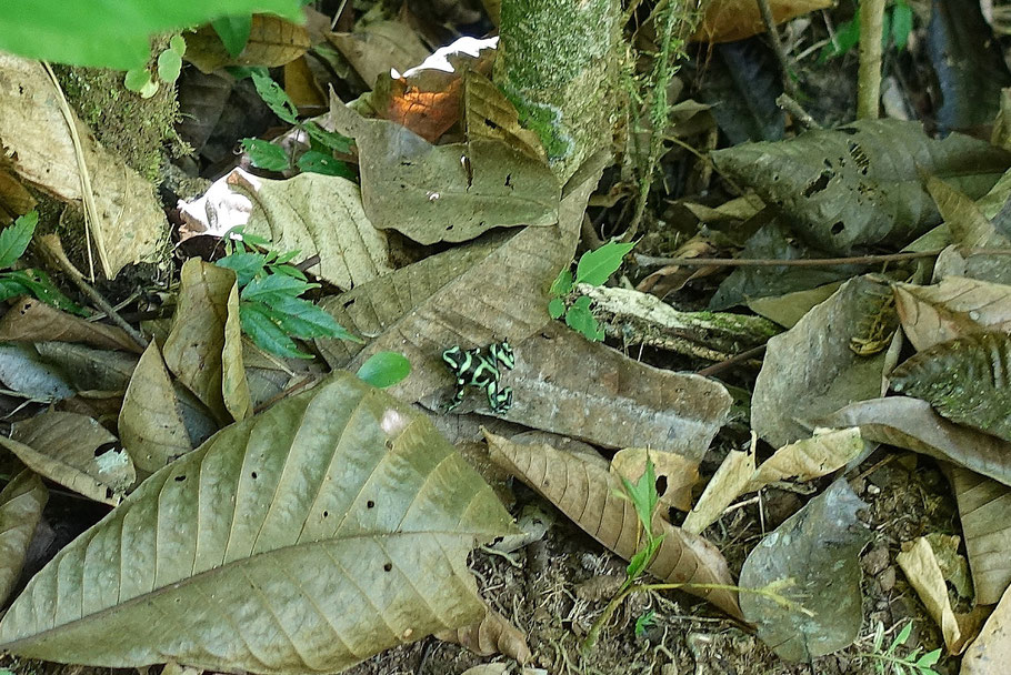 Costa Rica, parc Raimaker : minuscule grenouille poison verte et noire (Dendrobate doré/Dendrobates auratus)