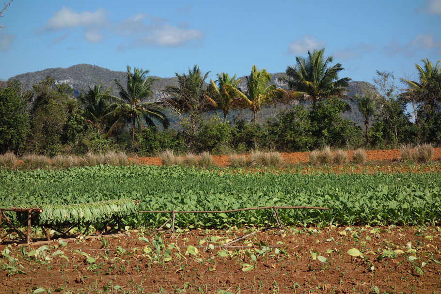 Cuba, champs de tabac dans la Vallée de Viñales