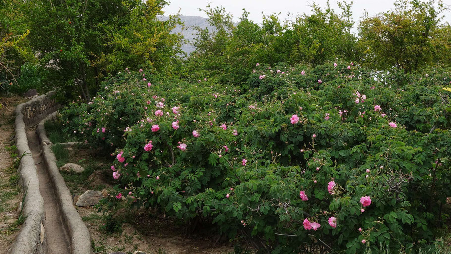 Oman : plantation de rosiers sur le plateau de Sayq à Al Ayn
