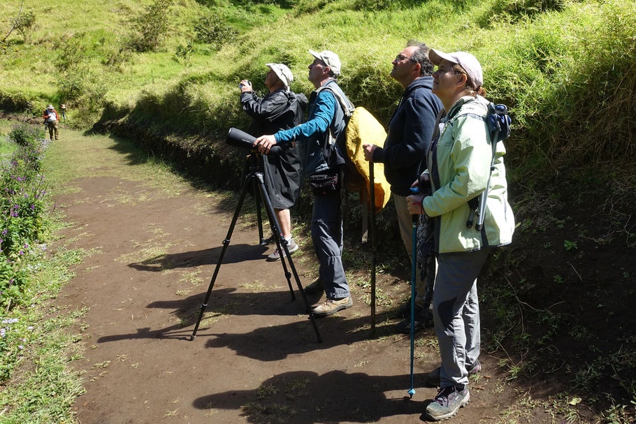 Costa Rica, Monteverde : à la recherche du Quetzal dans la réserve de Curi Cancha