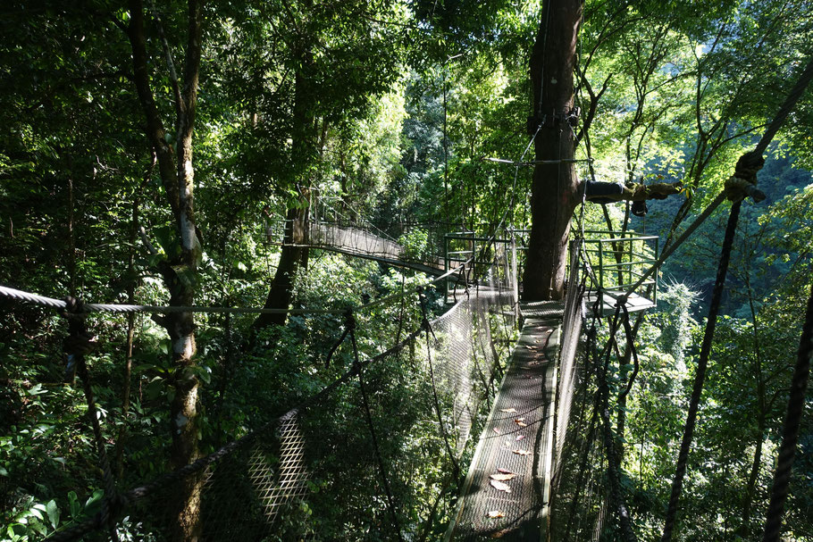 Costa Rica : ponts suspendus du parc Rainmaker