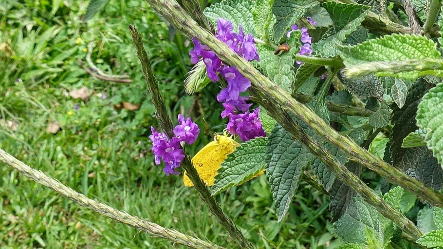 Costa Rica : papillon jaune dans la réserve de Curi Cancha