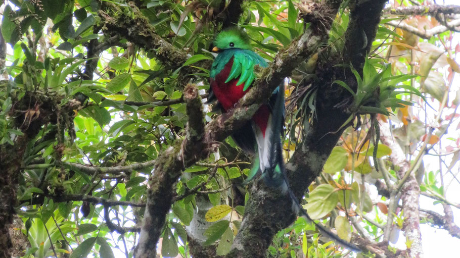 Costa Rica, réserve de Curi Cancha : Quetzal resplendissant, plus bel oiseau de la planète Terre