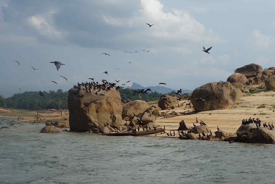 Sri Lanka : oiseaux dans le Gal Oya National Park, retenue d'eau de Senanayaka Samudra à Inginiyagala 