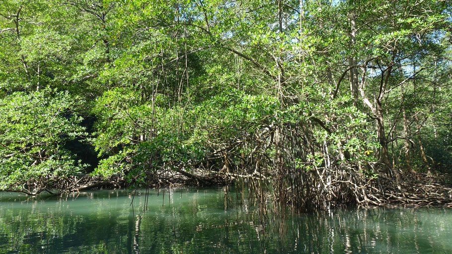 République Dominicaine, péninsule de Samaná : la mangrove dans le parc de Los Haïtises