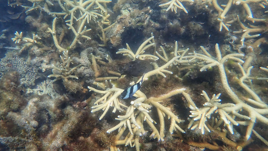 Ile Maurice : snorkeling près de la barrière de corail au large de Poudre d'Or
