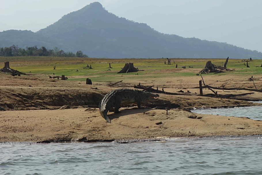 Sri Lanka : crocodiles dans le Gal Oya National Park, retenue d'eau de Senanayaka Samudra à Inginiyagala 