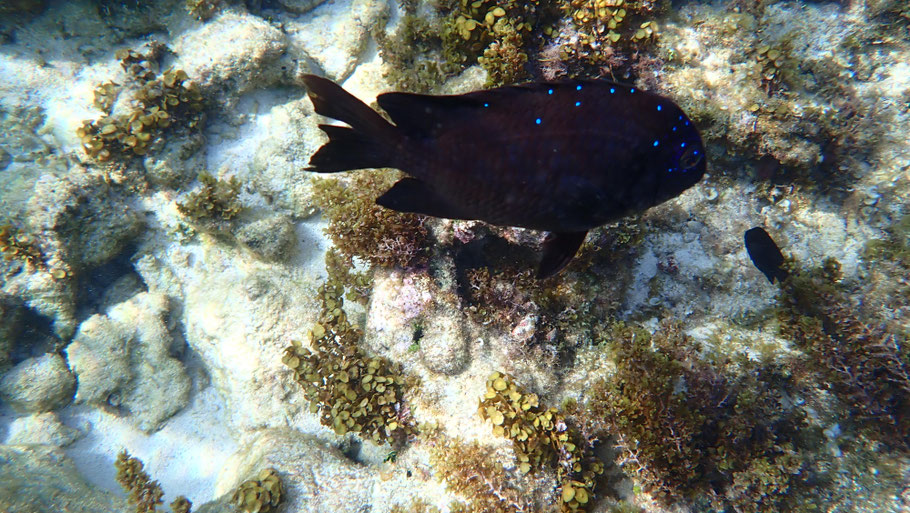 République Dominicaine, Cayo Arena : poisson