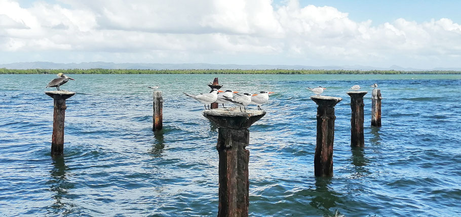 Parc de Los Haïtises : vestiges d'une ancienne structure (rail) qui donnait accès aux navires pour leur cargaison, ces vieux piliers de bois font le bonheur des oiseaux