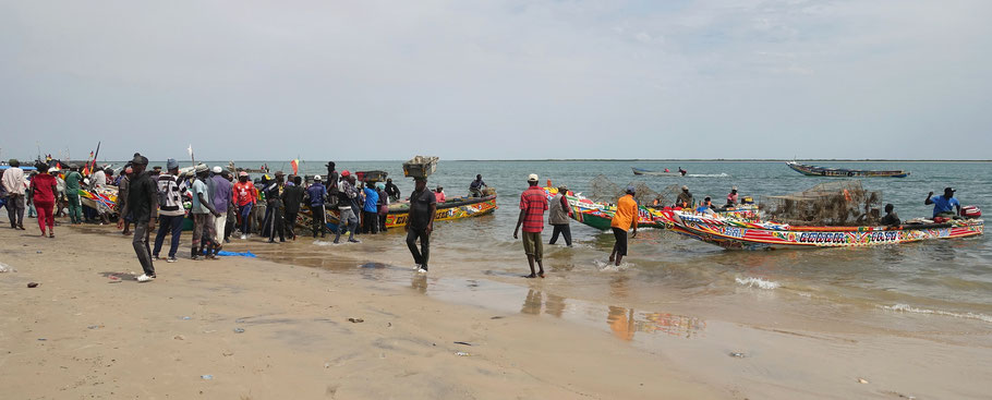 Sénégal, Sine Saloum : retour de pêche à Djiffer 