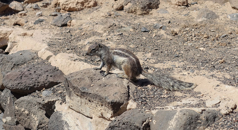 Fuerteventura : écureuil de Barbarie