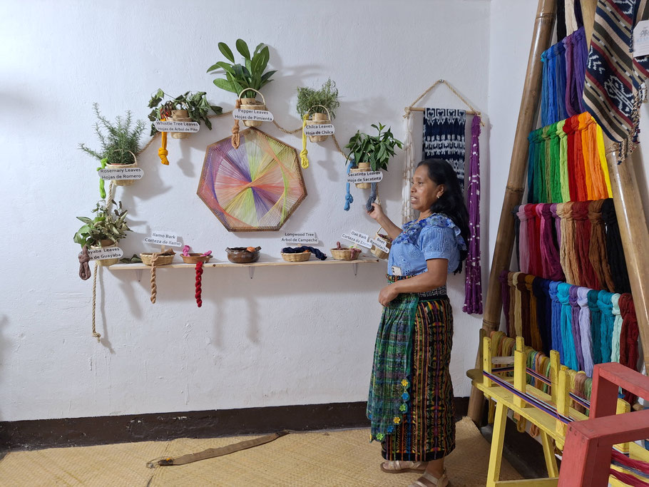 Guatemala, lac Atitlán San Juan : association de tissage Kemo, présentation des plantes colorantes 