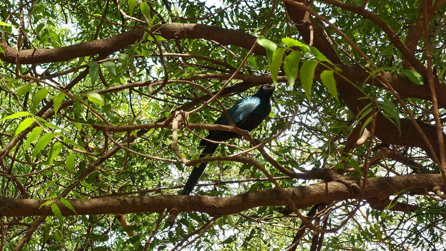 Sénégal, réserve de Bandia : Choucador à longue queue