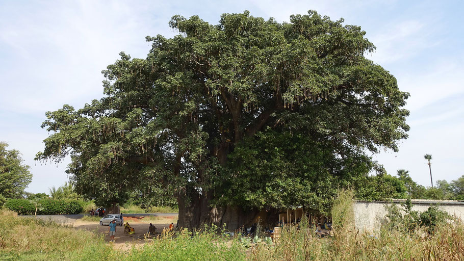 Sénégal : baobab sacré de Fadial dans le Siné Saloum, vieux de plus de 800 ans, entouré par des boutiques d'artisanat
