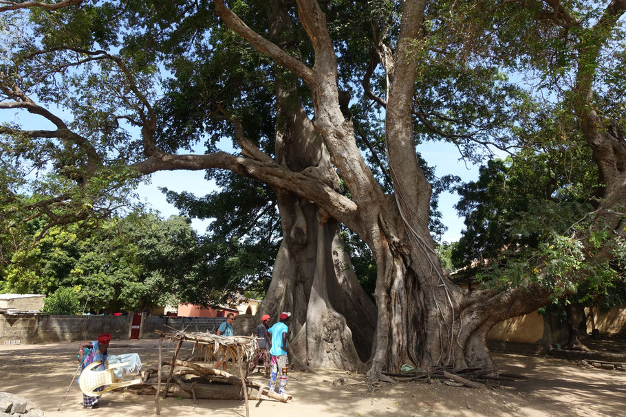 Sénégal, Sine Saloum : Mar Lodj : un imposant fromager, un rônier et un caïlcedrat entremêlent leur tronc, symbolisant l’entente entre les trois religions pratiquées sur l’île