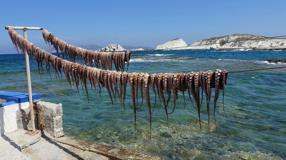 Grèce, Cyclades : Milos, séchage des poulpes à Mandrakia